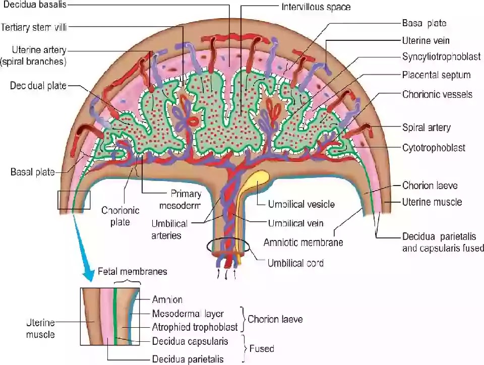 What Are The Main Functions Of The Placenta