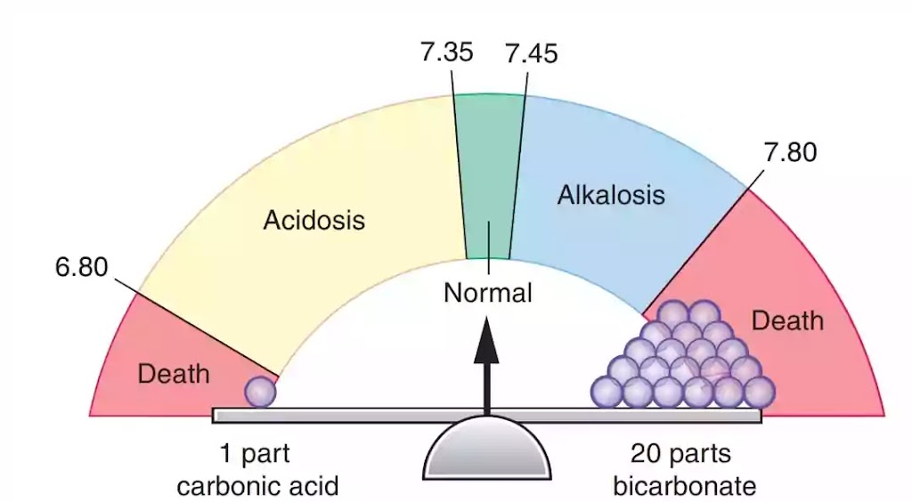 Acid Base Imbalance And ABG Analysis - Rnnursingexam